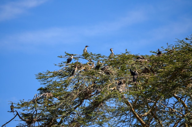 Corvos-marinhos empoleirados em uma árvore perto do Lago Naivasha, Quênia, África