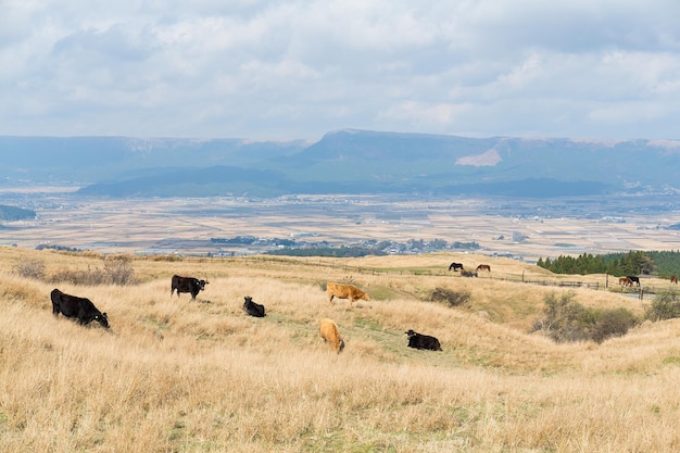 Corvos no campo da fazenda