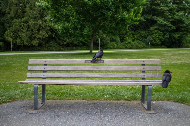 Foto corvos sentados num banco do parque