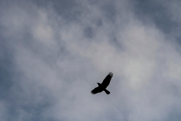 Corvus corax die große Krähe ist eine Singvogelart aus der Familie der Corvidae