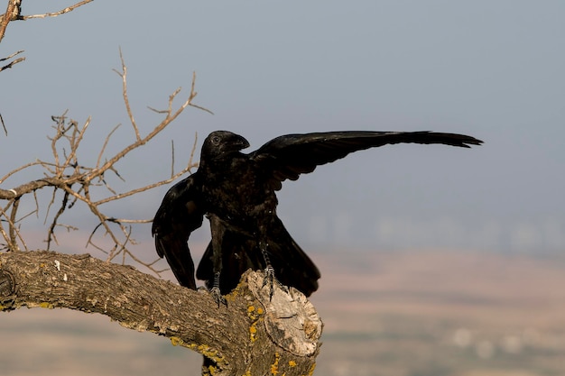 Corvus corax die große Krähe ist eine Singvogelart aus der Familie der Corvidae