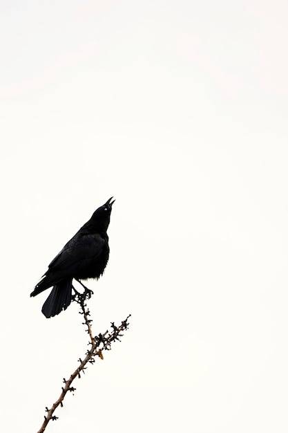 Foto corvus corax o grande corvo é uma espécie de pássaro passeriforme da família das corvidae