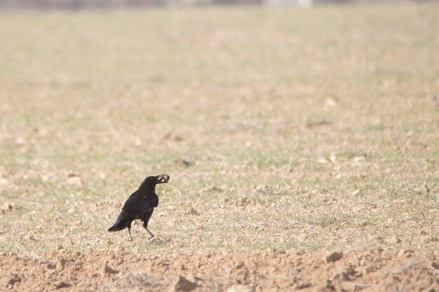 Corvus corone: el cuervo negro es una especie de ave paseriforme de la familia Corvidae.