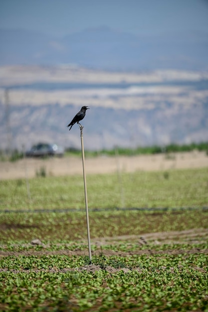 Corvus frugilegus graja o grajo es una especie de ave paseriforme de la familia Corvidae