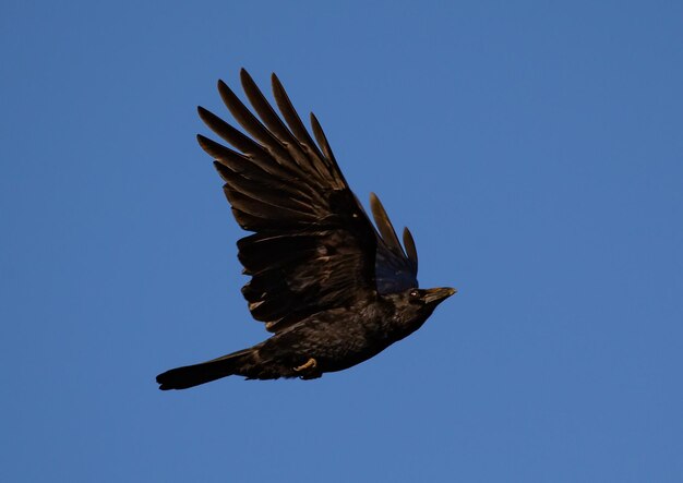 Corvus preto voando sob o céu azul