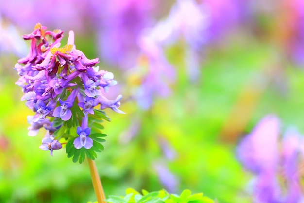 Corýdalis Blumenornamente, Tapetenfrühling, Ökologie