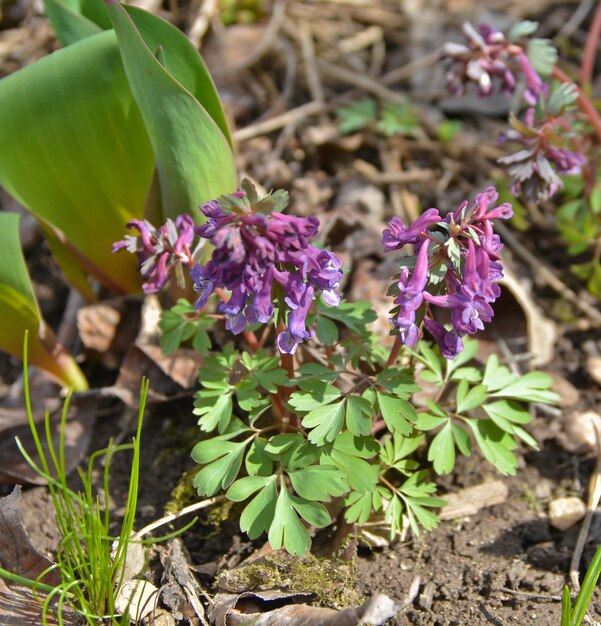 Corydalis cava