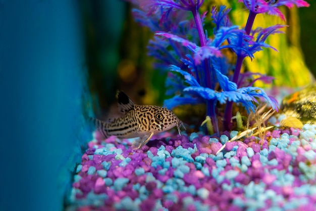 Corydoras trilineatus julii peces en un acuario casero