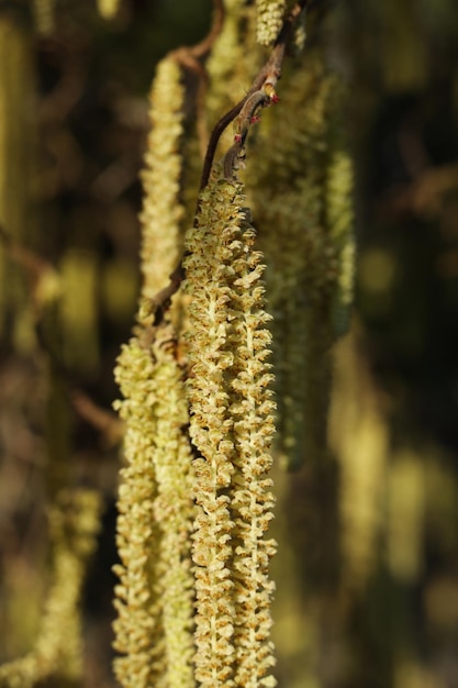 Foto corylus avellana a avelha comum na primavera de perto