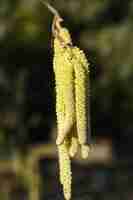 Foto corylus avellana el avellano común en la primavera de cerca