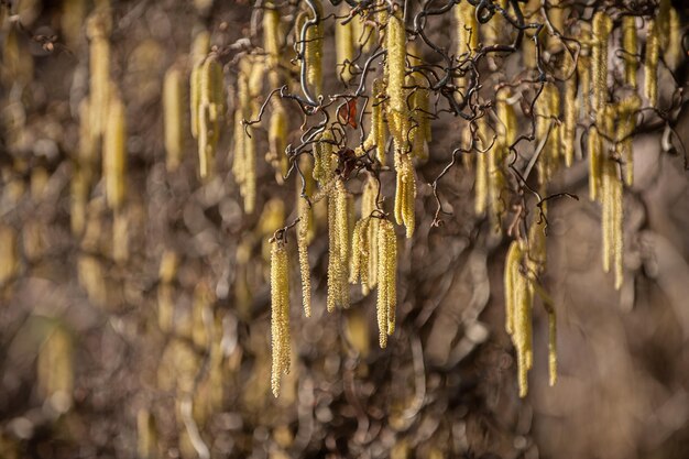 Foto corylus avellana contorta en la ciudad de neckartenzlingen