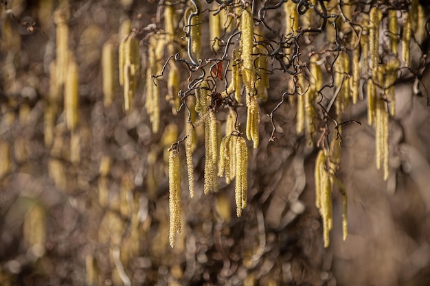 Foto corylus avellana contorta em neckartenzlingen