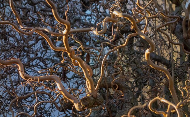 Foto corylus avellana contorta (en inglés)