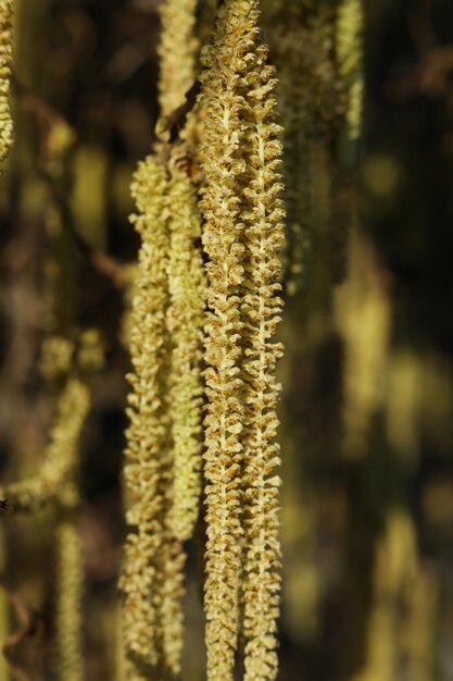 Foto corylus avellana der gewöhnliche hasel im frühling aus der nähe