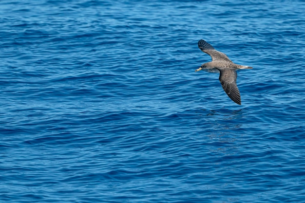 Corys Sturmtaucher fliegt auf den Wellen des Mittelmeers