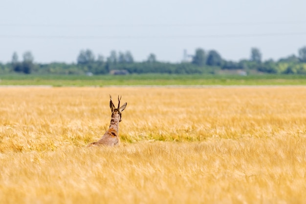 Corzo Buck en campo de trigo. Fauna del corzo.