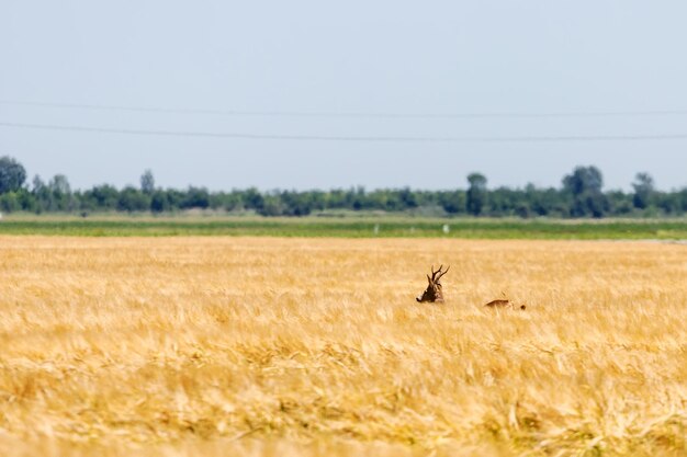 Corzo Buck en campo de trigo. Fauna del corzo.