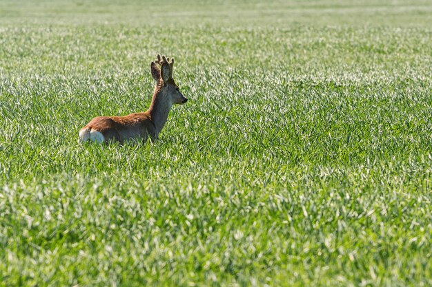 Corzo Buck en campo de trigo. Fauna del corzo.