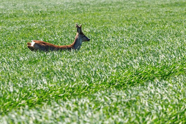 Corzo Buck en campo de trigo. Fauna del corzo.