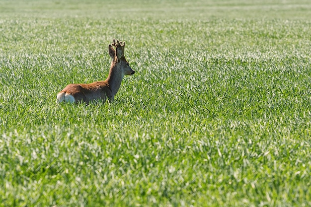 Corzo Buck en campo de trigo