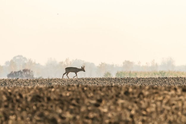 Corzo Buck Otoño (Capreolus capreolus) Ciervo salvaje en la naturaleza