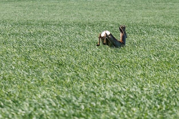 Corzo Buck saltar en campo de trigo. Fauna del corzo.