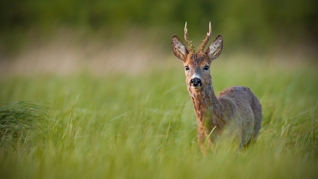 Corzo capreolus capreolus buck en primavera al atardecer