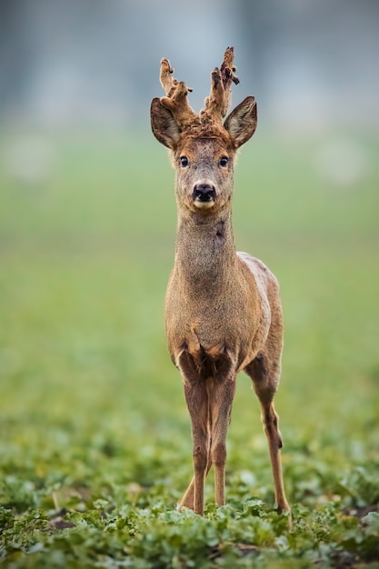 Corzo, capreolus capreolus, ciervo con grandes astas cubiertas de terciopelo.