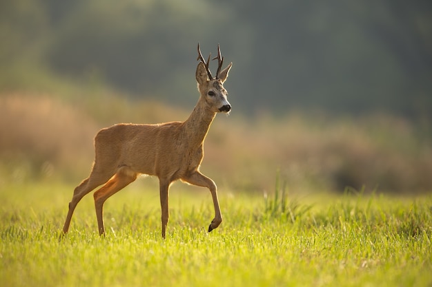 Corzo, capreolus capreolus, dólar en verano con fondo borroso y espacio para texto. Animal salvaje a contraluz caminando. Paisaje de vida silvestre de la naturaleza.