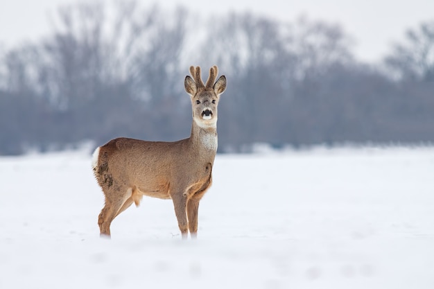 Corzo Capreolus capreolus en invierno sobre la nieve.