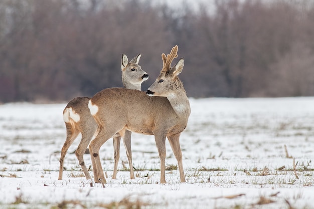 Corzo Capreolus capreolus en invierno sobre la nieve.