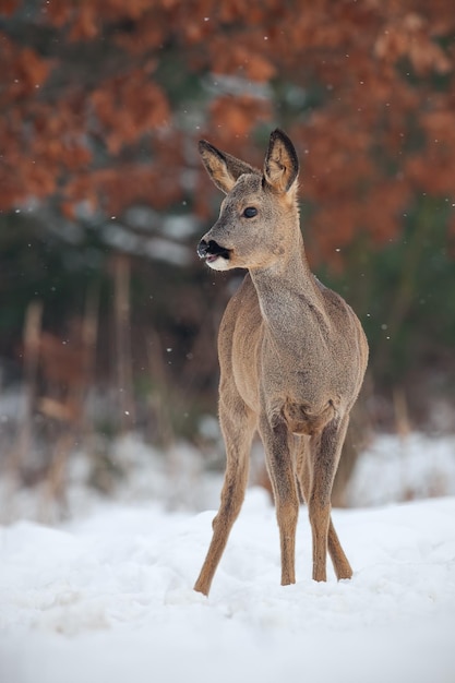 Corzo Capreolus capreolus en nieve profunda en invierno