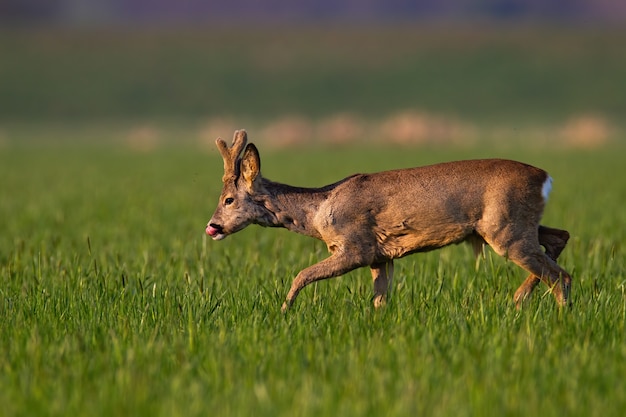 Corzo, capreolus capreolus, con nuevas astas de crecimiento envuelto en terciopelo caminando sobre el césped. Corzo marrón lamiendo en campo verde en primavera. Mamífero salvaje pasando de pasto.