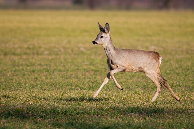 Corzo hembra corriendo solo en prado verde en primavera