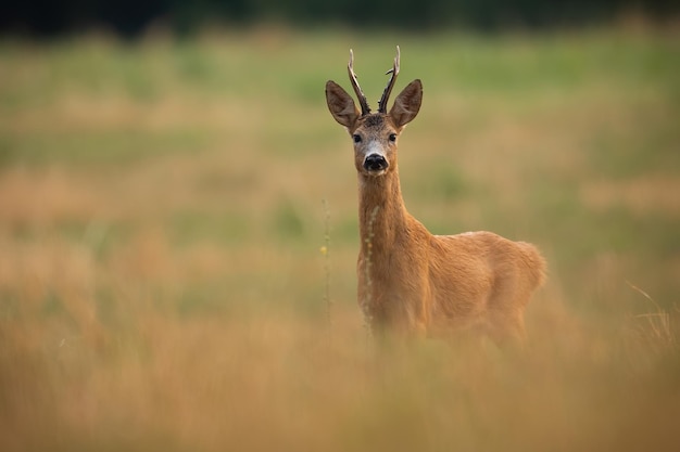 Corzo mirando a la cámara en el campo en la naturaleza otoñal