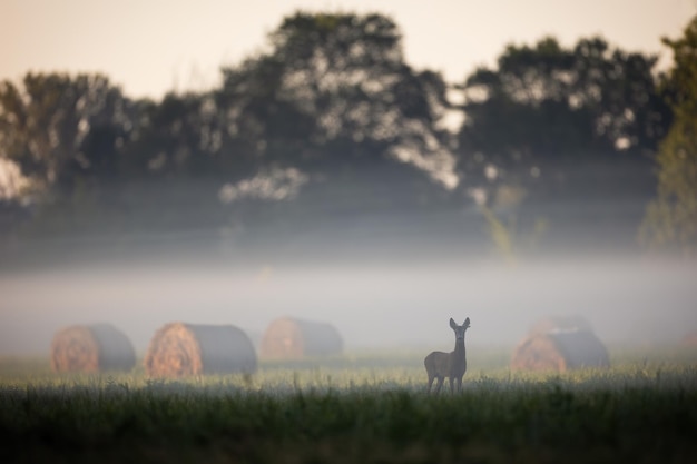 Corzo mirando a la cámara en el campo en la niebla matutina