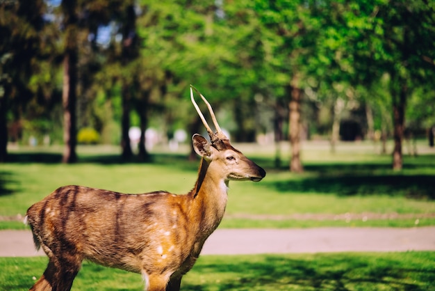 Foto corzo en la naturaleza camina en el parque.