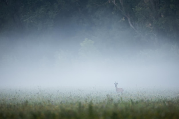 Corzo de pie en la niebla en una mañana de principios de verano