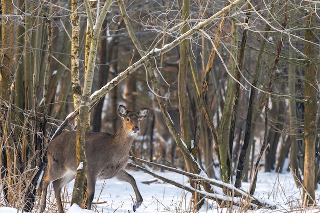 Corzo salvaje en el bosque de invierno en la naturaleza