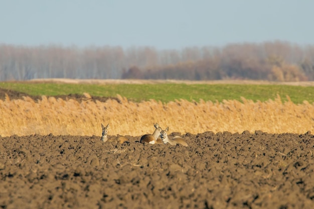 Corzo salvaje en un campo, Capreolus capreolus