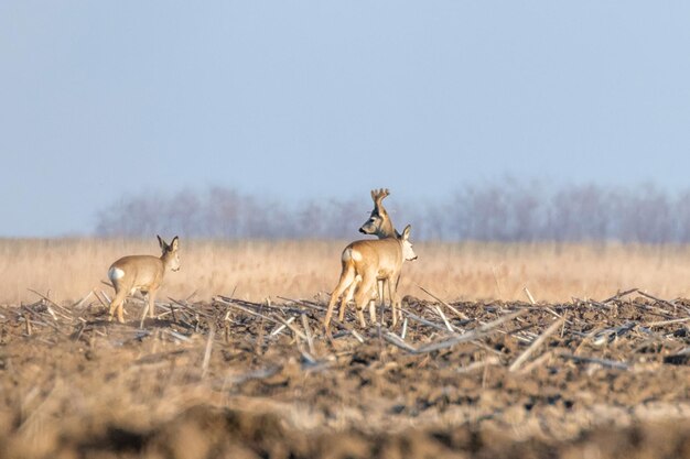 Corzo salvaje en un campo, tiempo de primavera