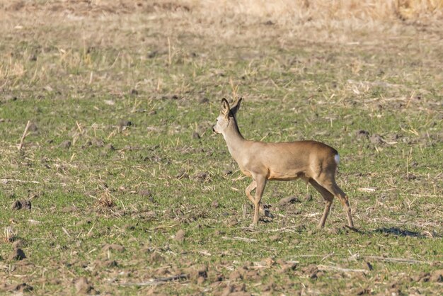 Corzo salvaje en un campo, tiempo de primavera