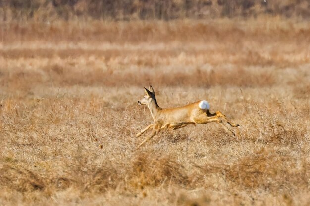 Corzo salvaje en un campo, tiempo de primavera