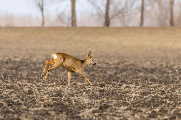 Corzo salvaje (Capreolus capreolus) en un campo Tiempo de primavera