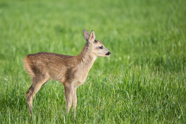 Corzo salvaje joven en hierba Capreolus capreolus Corzo recién nacido salvaje primavera naturaleza