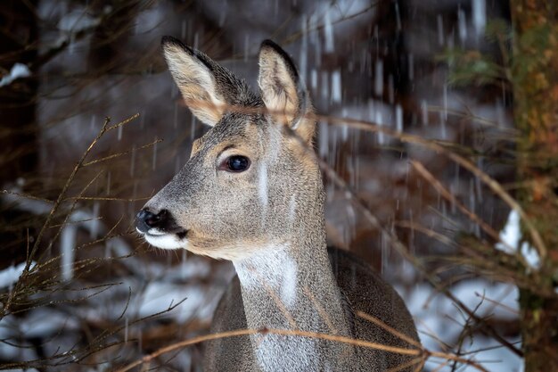 Corzo salvaje en la naturaleza invernal Capreolus capreolus