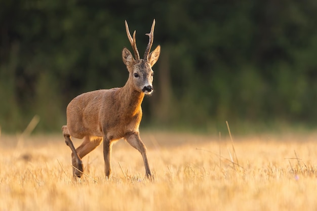 Corzo superior buck caminando sobre un campo de rastrojo en verano