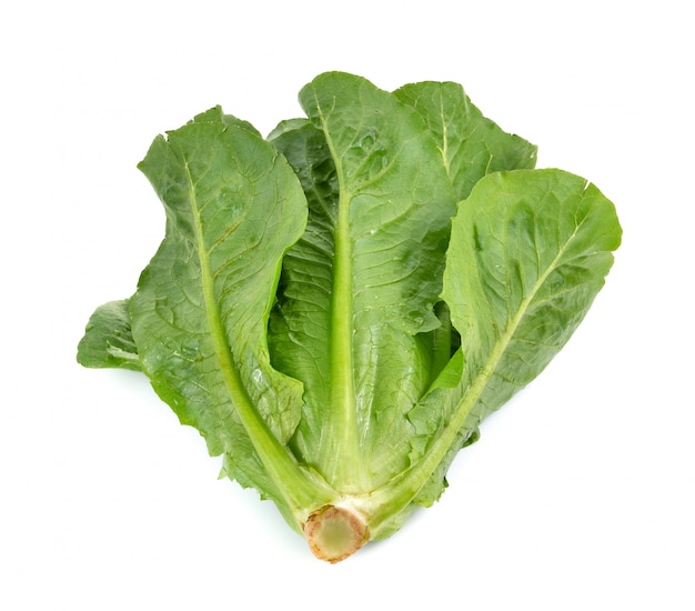 Cos lettuce