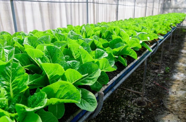 Cos Salat oder Römersalat in Bio-Bauernhof