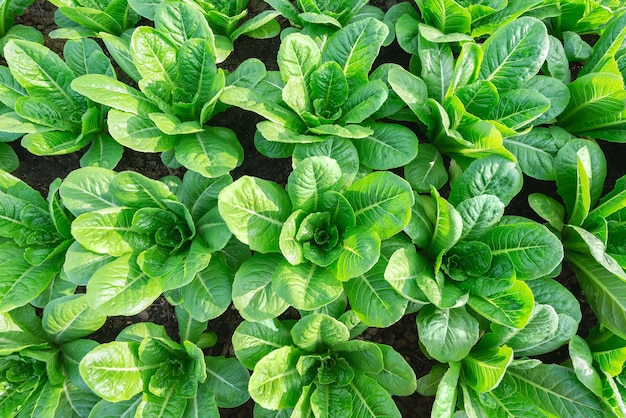 Cos verde vegetal orgánico fresco en el fondo de la vista superior